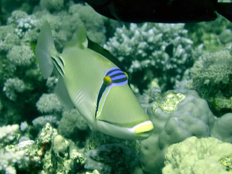 SAFAGA 07  2008 230.jpg